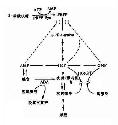 酶抑制作用