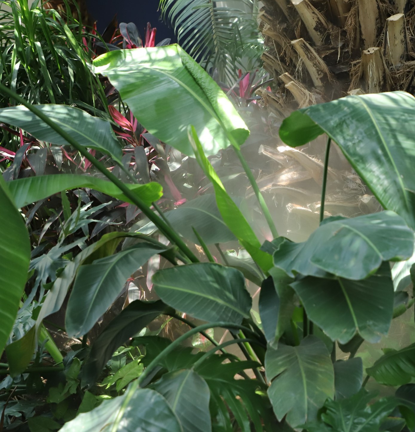 鶴望蘭(吉祥鳥（芭蕉科鶴望蘭屬植物）)