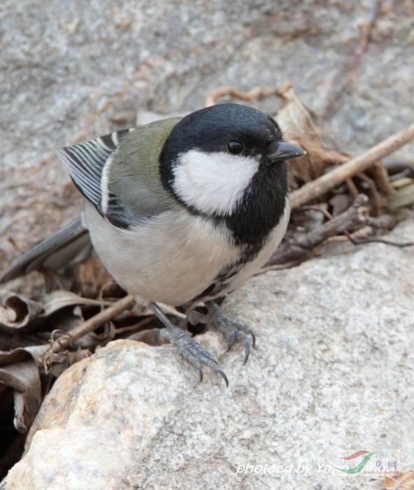 翠鳥大山雀