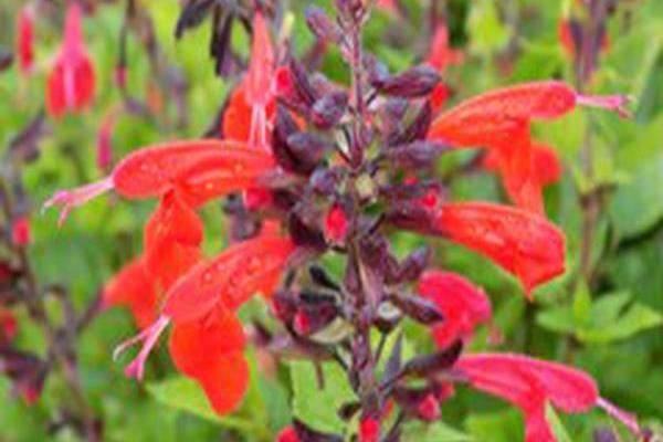 Salvia coccinea \x27Forest Fire\x27