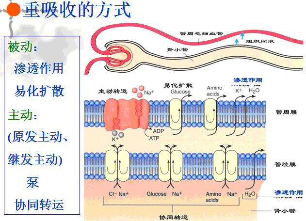 重吸收