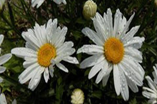 Leucanthemum × superbum \x27Whoops-a-Daisy\x27