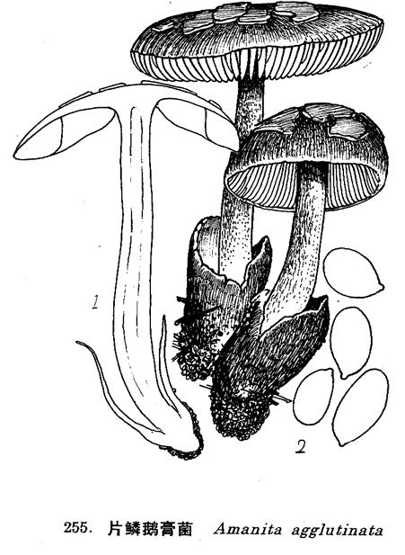 片鱗鵝膏菌