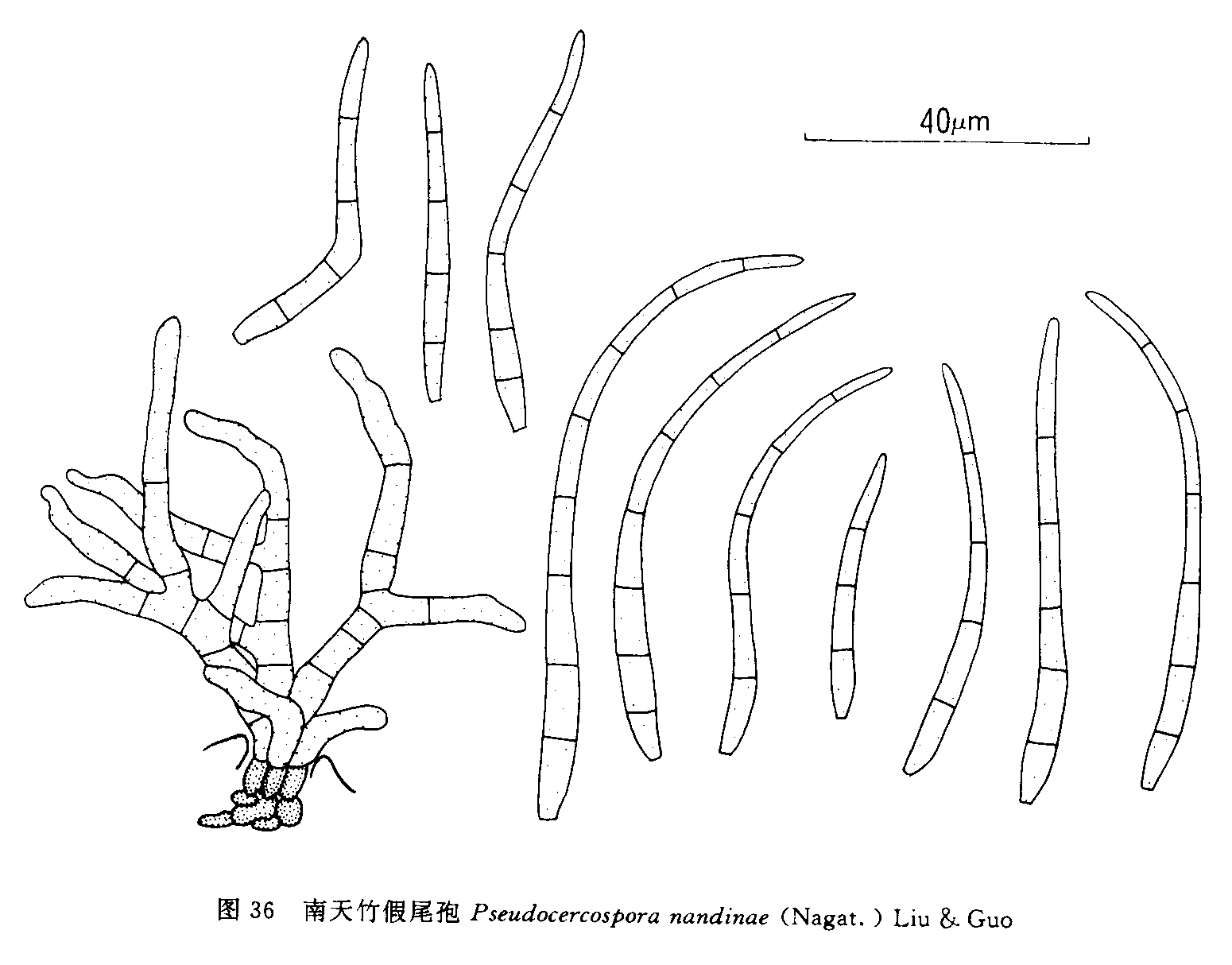 南天竹假尾孢