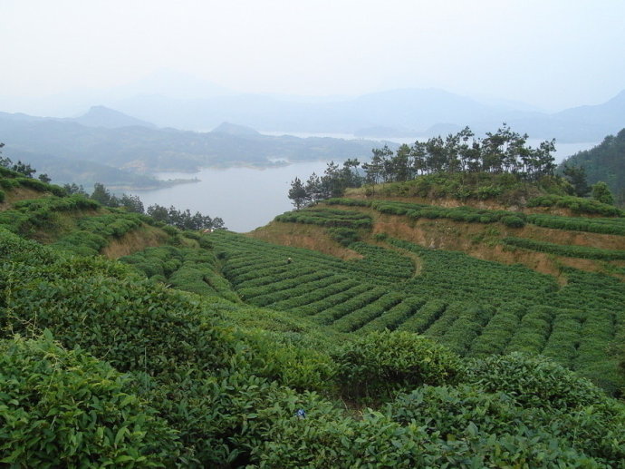 浙江開化農場村