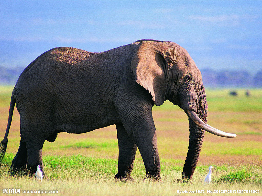 動物生死觀