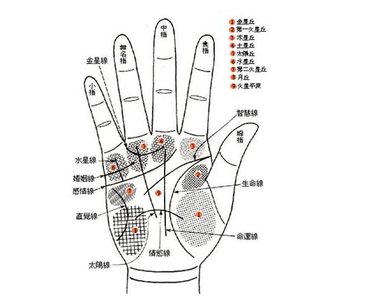 手相 相形 相關起源 左右手 三大紋路 十字紋 星紋 島紋 八大丘 金星丘 木星丘 中文百科全書