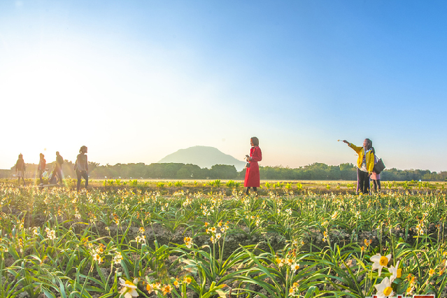 漳州圓山水仙花花海公園