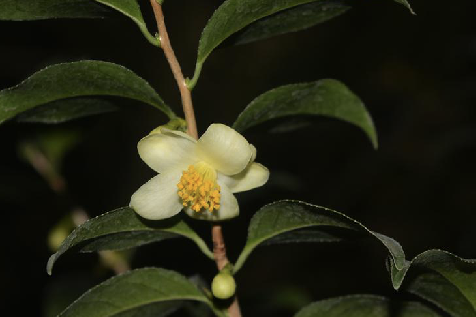 小花金花茶無性系25號