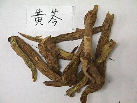 伏黃芩（原變種）