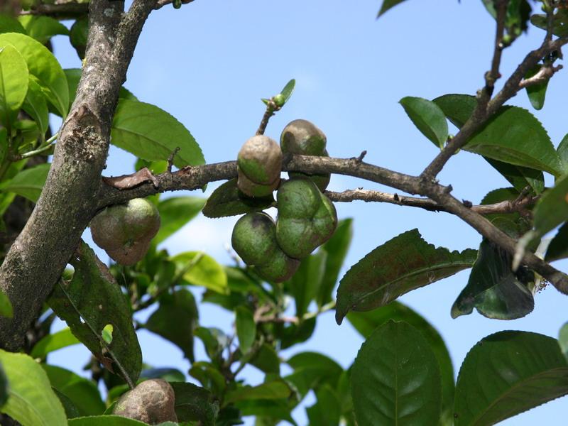 茶葉種植