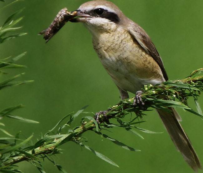 食蟲性鳥類