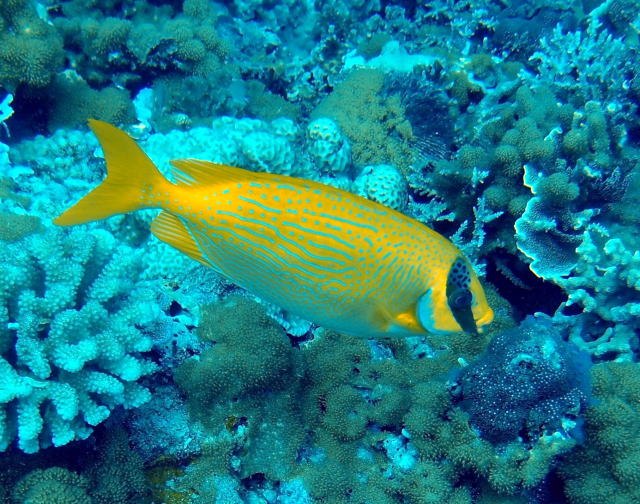 眼帶藍子魚