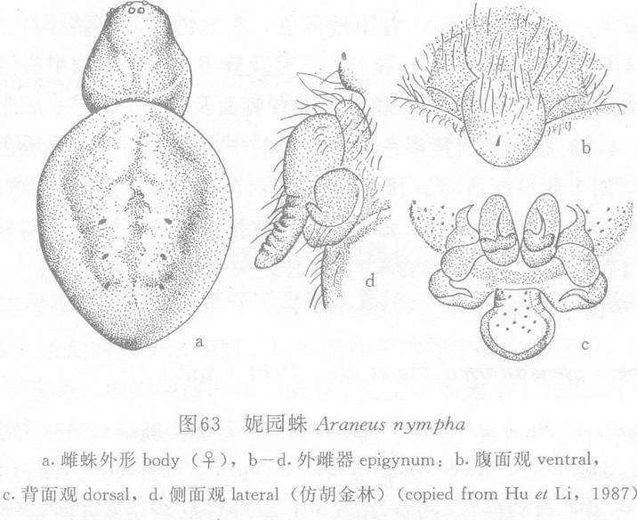 妮園蛛