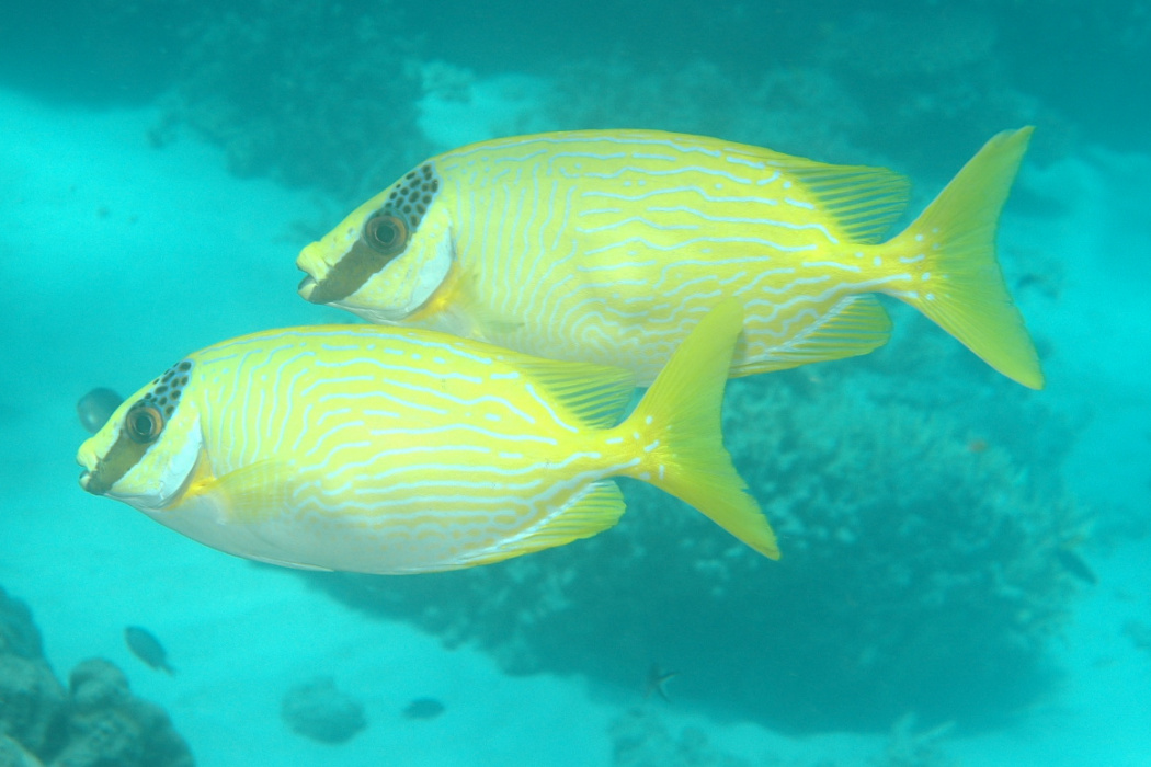 眼帶藍子魚