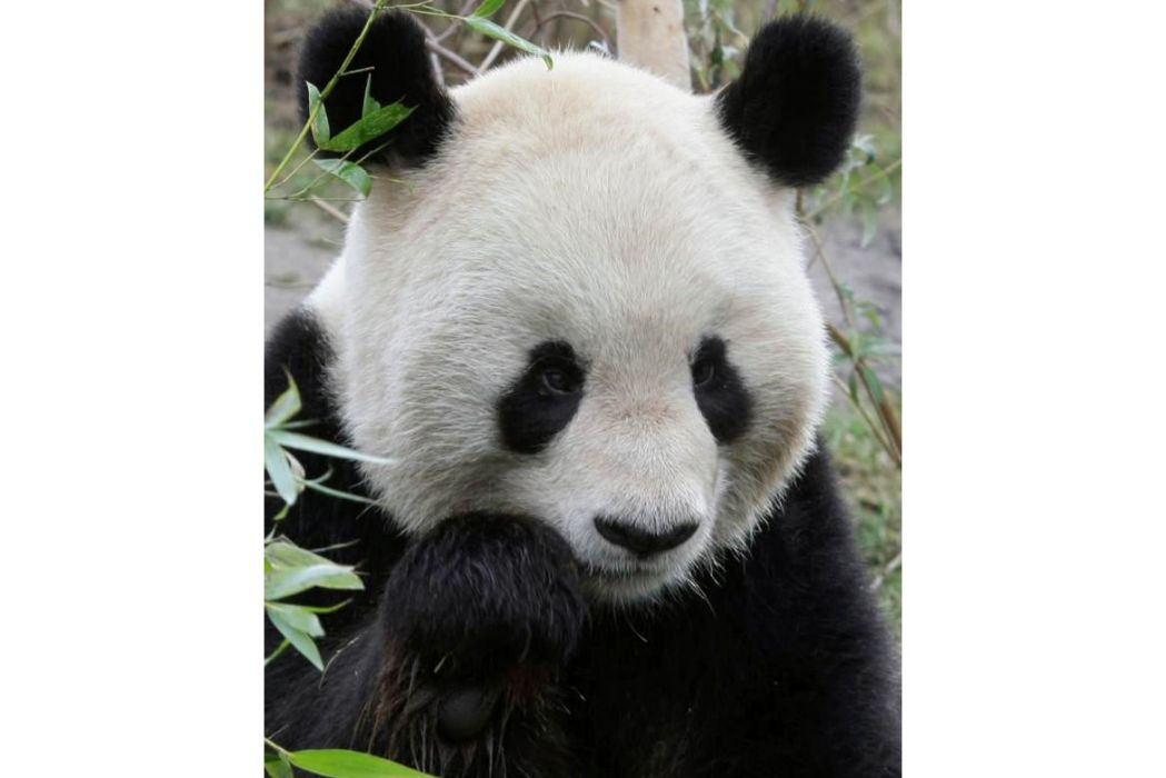 大熊貓龍徽(龍徽（2000年出生在熊貓中心的大熊貓）)