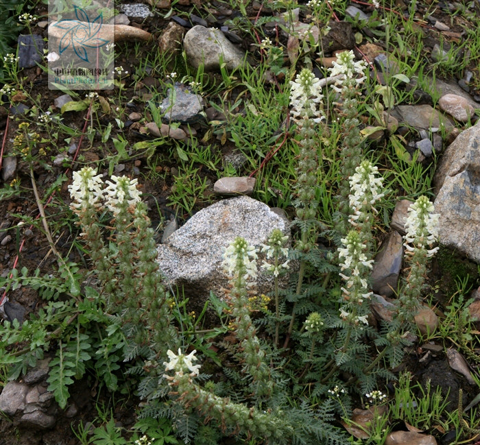 甘肅馬先蒿白花變型