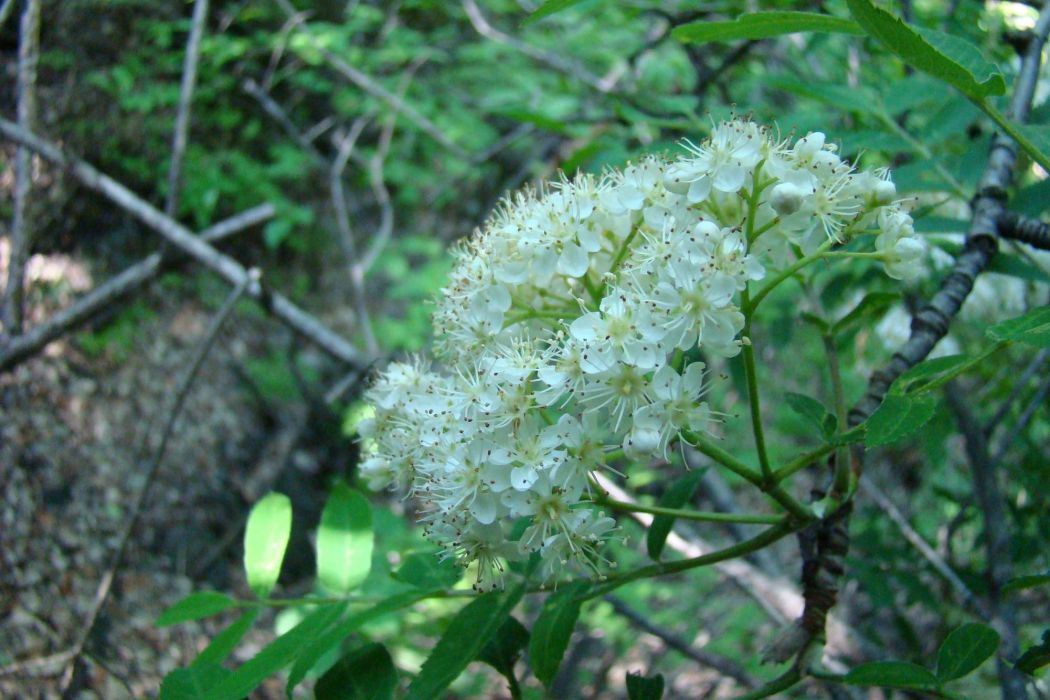 花楸樹崑嵛山家系2號