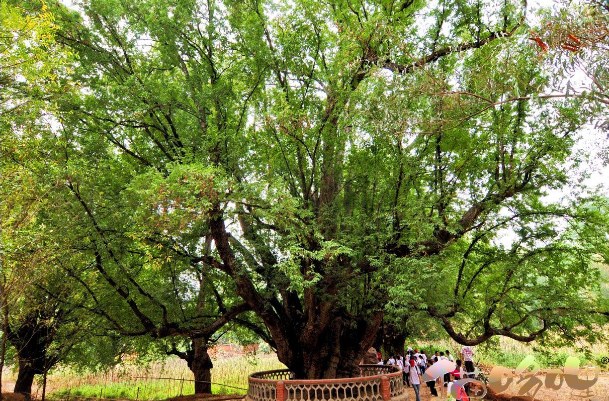 熱帶植物園