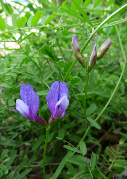 三齒萼野豌豆