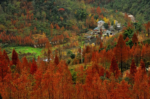 大坪村(廣東省清遠市陽山縣黃坌鎮大坪村)