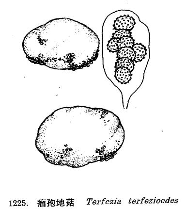 瘤孢地菇(瘤孢地菇)