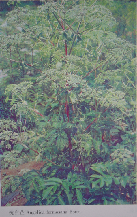 杭白芷－原植物圖