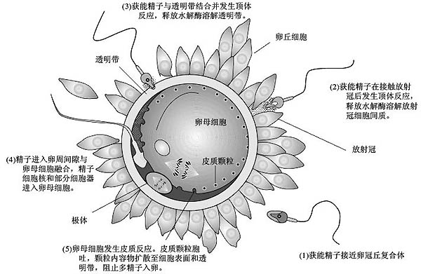 次級卵母細胞