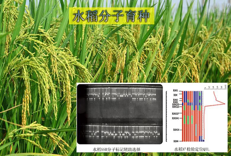 水稻分子育種