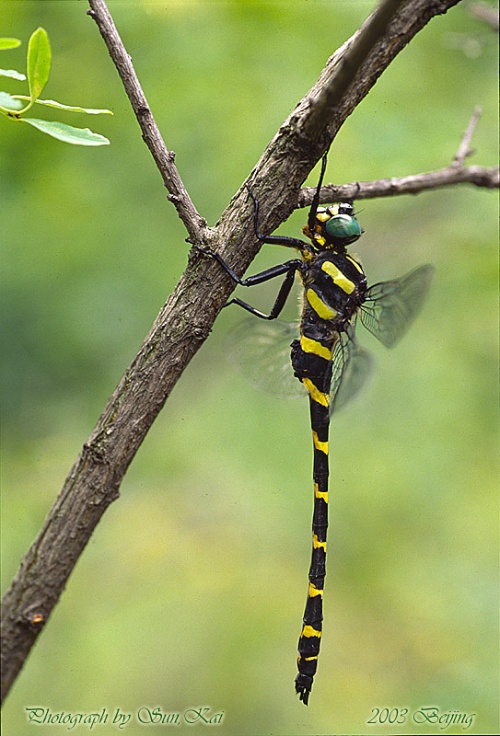 巨圓臀大蜓（無霸勾蜓）Anotogaster sieboldii