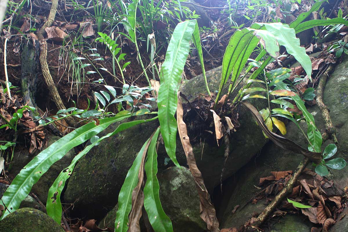 星蕨(水龍骨科星蕨屬植物)