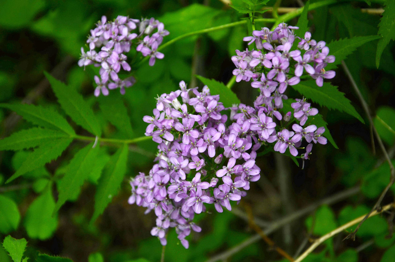 香花芥