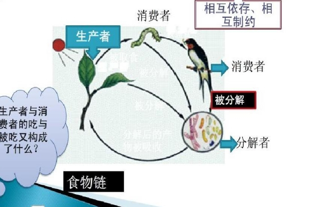 光與生物組織體的相互作用