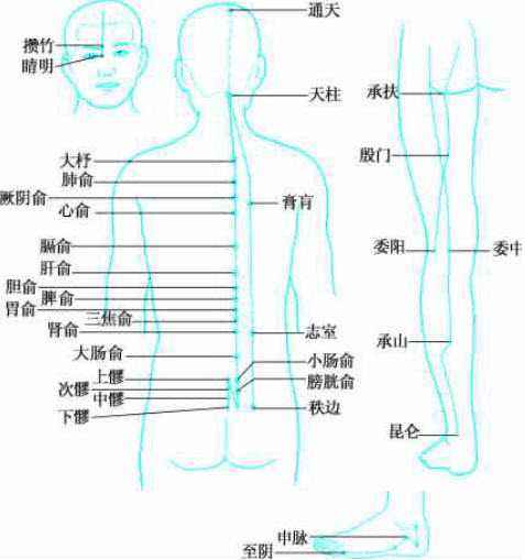 足太陽膀胱經經絡示意圖