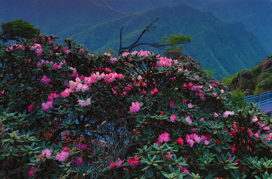 四川光霧山—諾水河世界地質公園