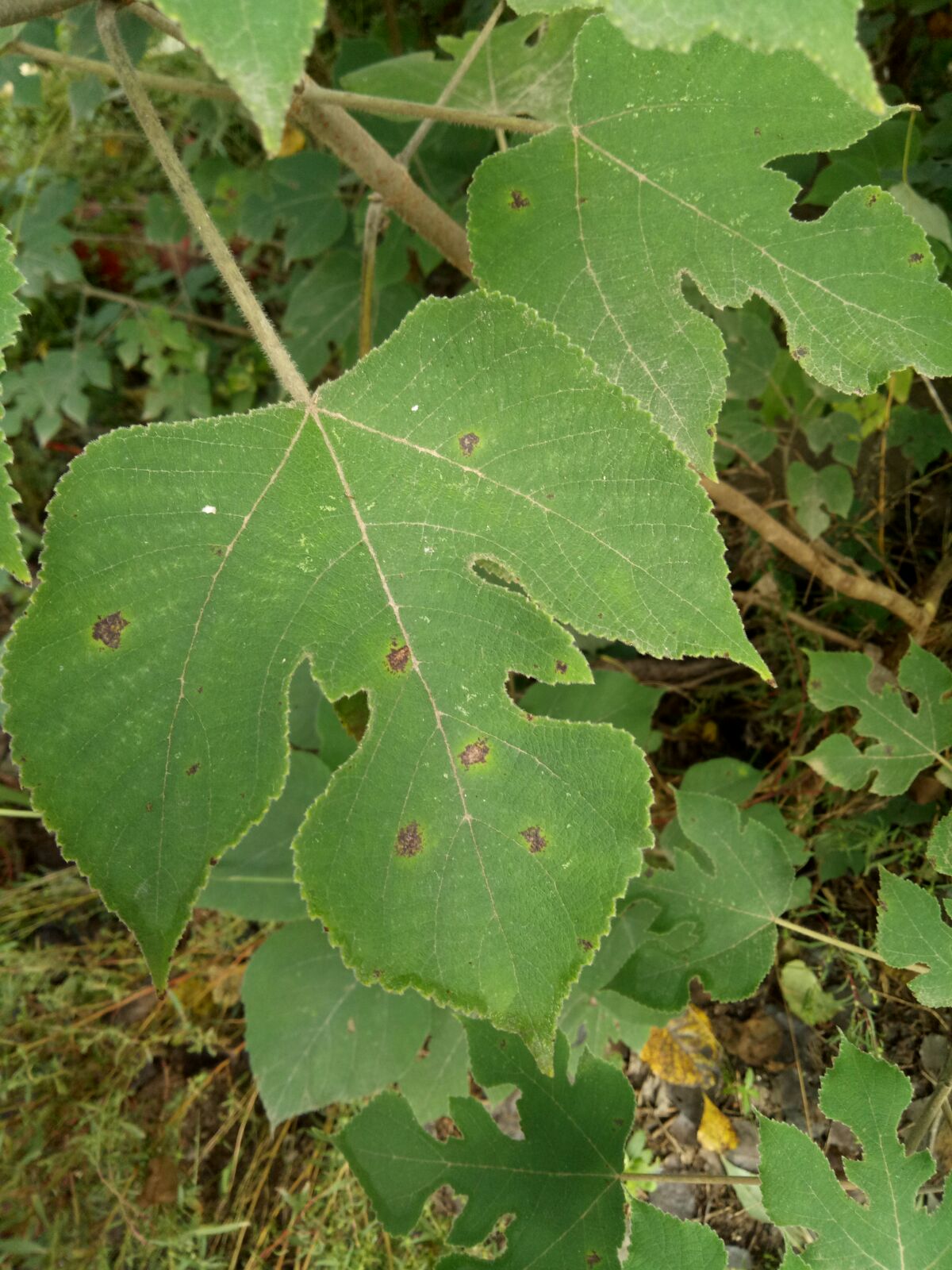 構(桑科構屬植物)