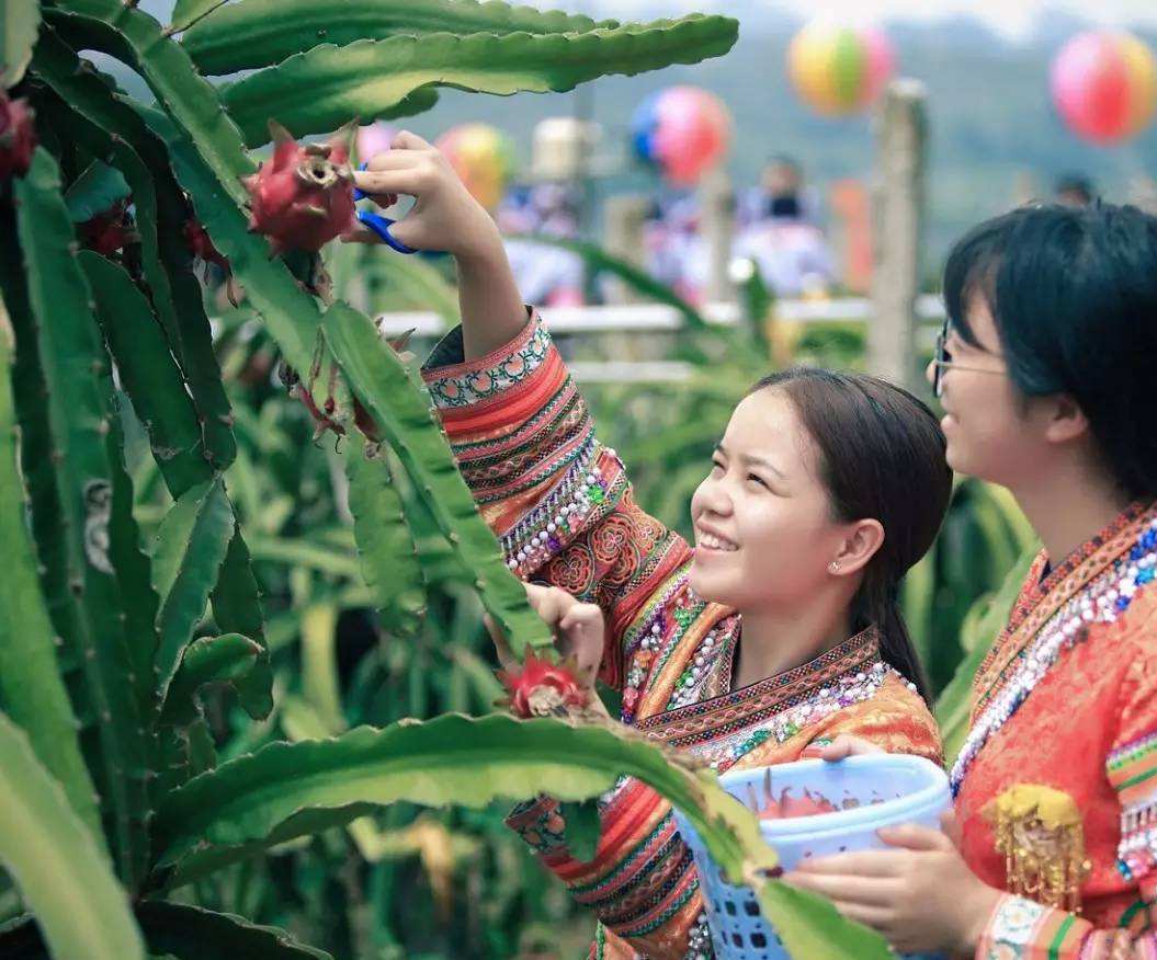 關嶺火龍果