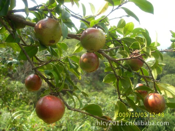 巴馬印象野茶油精華