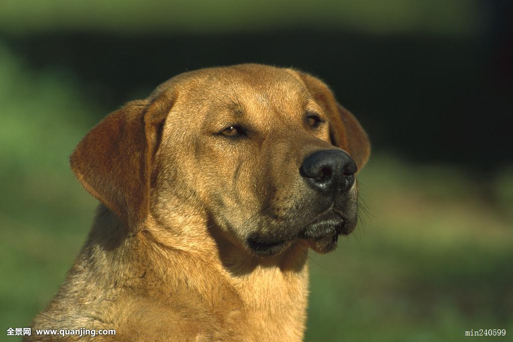 佩爾狄克羅·葡萄牙犬