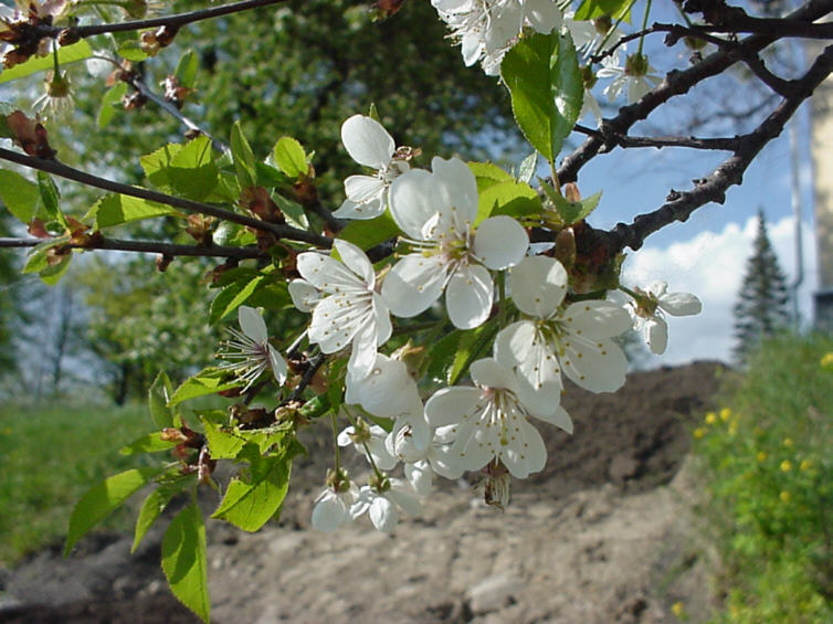 懸鉤子薔薇（原變型）