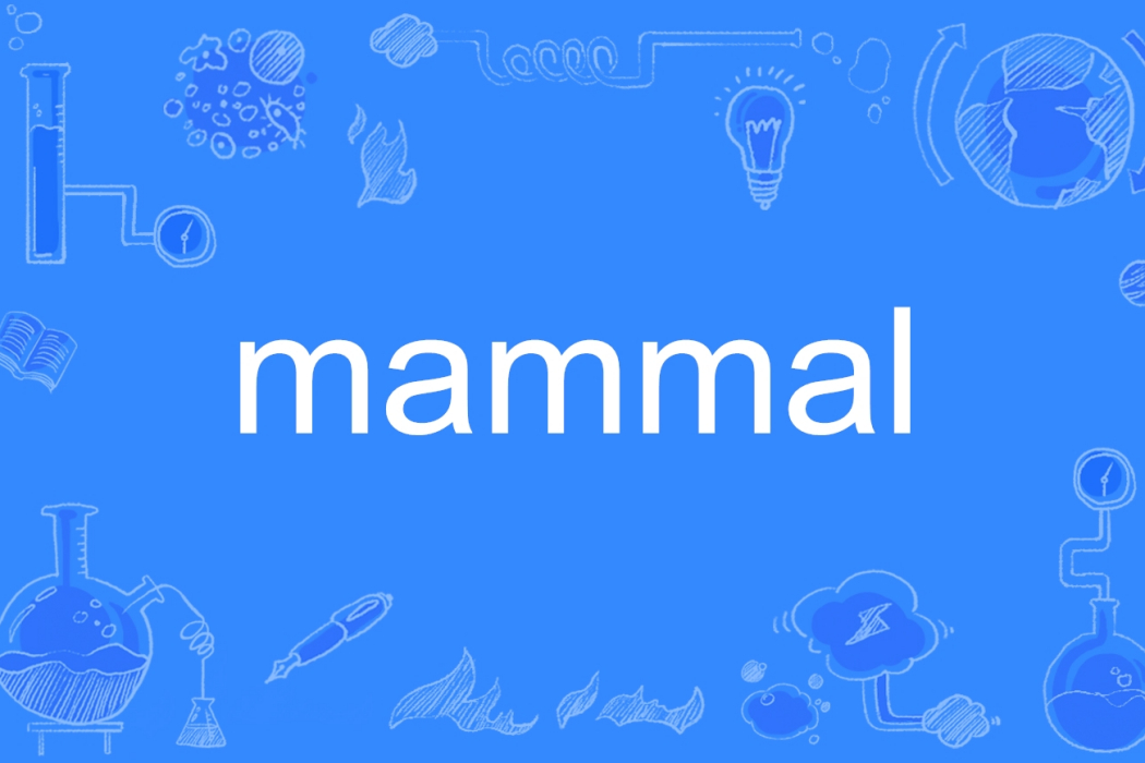 Mammal(英語單詞)