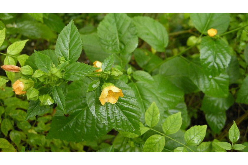 榛葉黃花棯