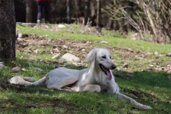 樓蘭古犬