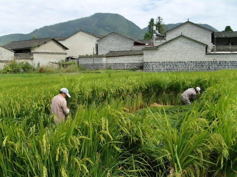 田心社區(雲南省保山騰衝縣騰越鎮田心社區村民委員會)