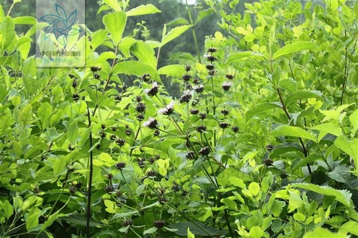 串鈴草（原變種）