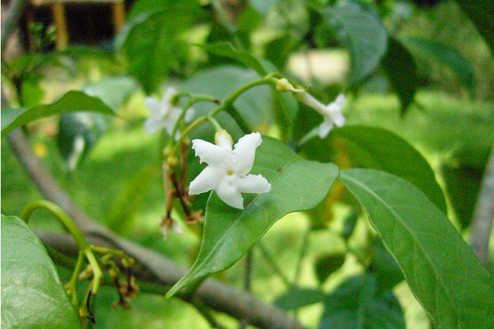 傘房狗牙花