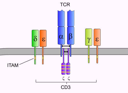 CD3