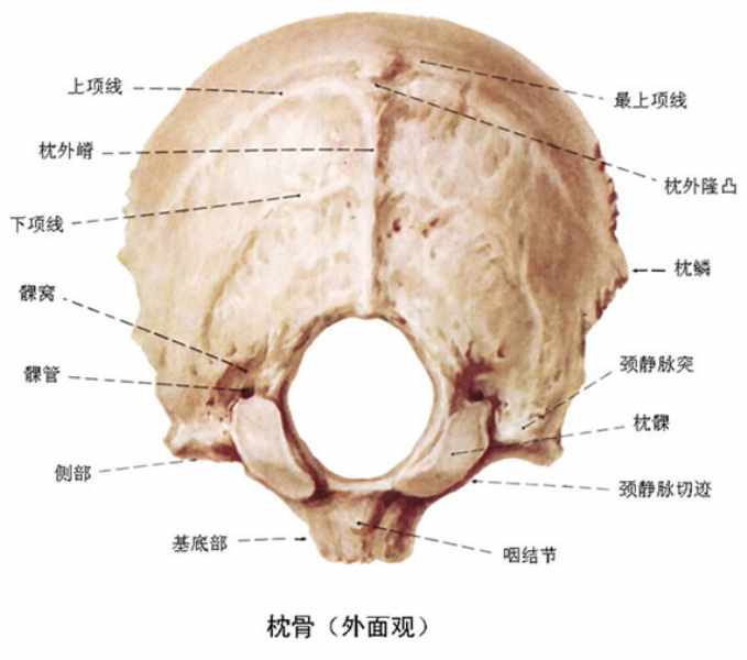 枕骨