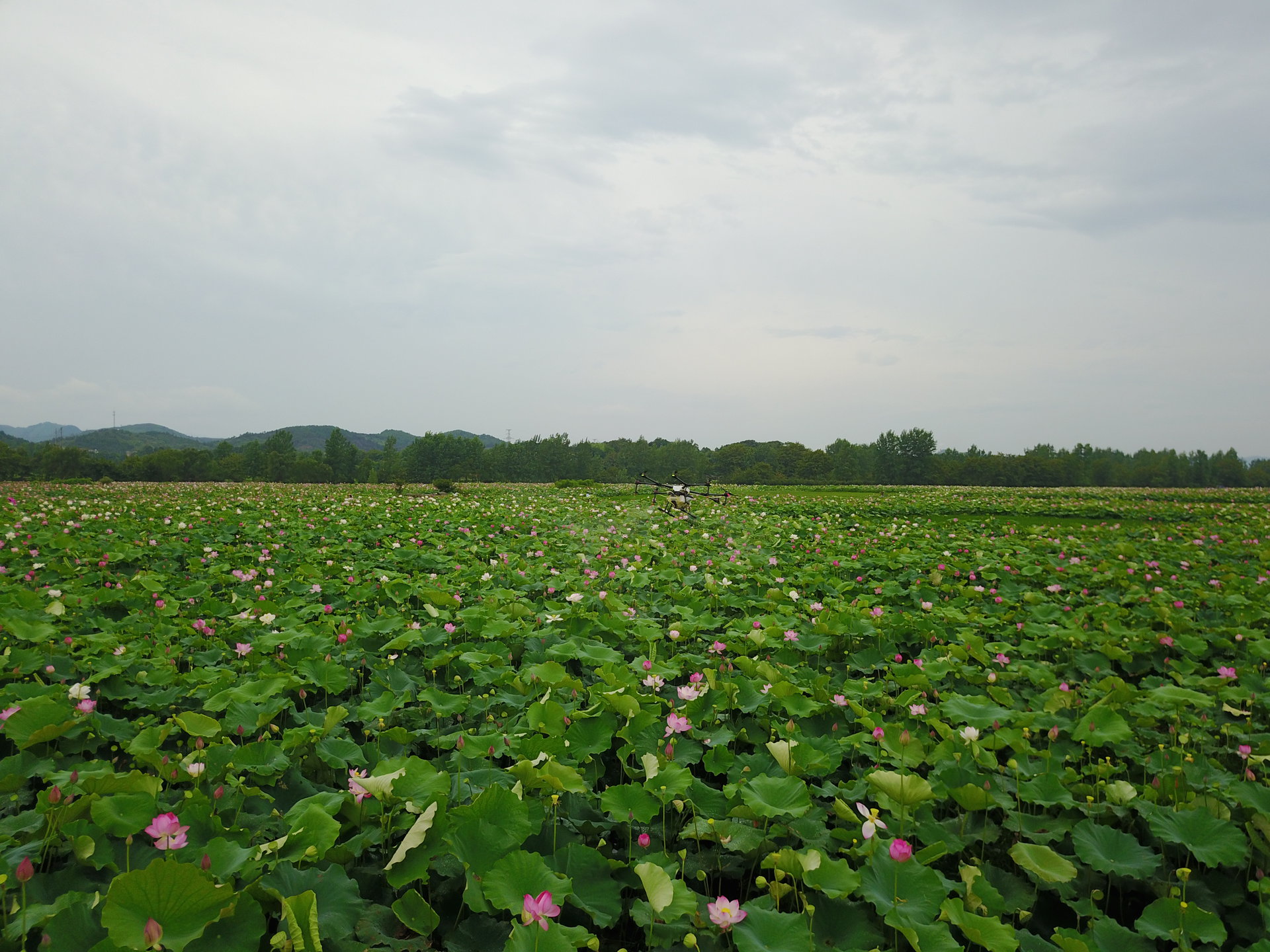 夏陽村