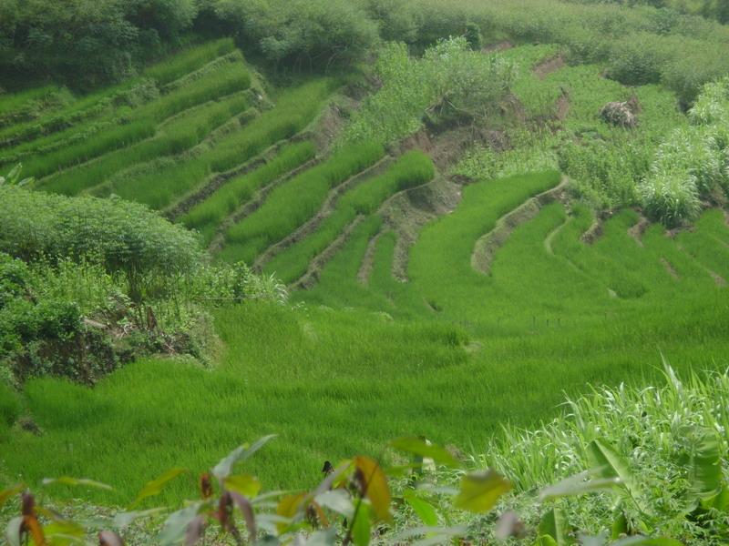 村中田園